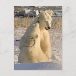 Canada, Manitoba, Hudsonbaai, Churchill. Briefkaart