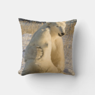 Canada, Manitoba, Hudsonbaai, Churchill. Kussen