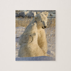Canada, Manitoba, Hudsonbaai, Churchill. Legpuzzel