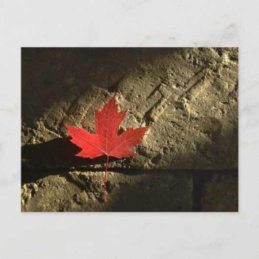 Canada Maple Leaf Briefkaart (Voorkant)