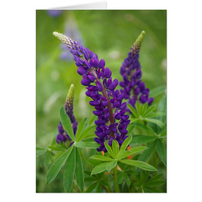 Canada, New Brunswick, . (Voorkant)