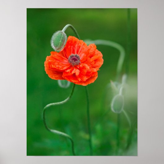 Canada, New Brunswick, , 2 Poster (Voorkant)
