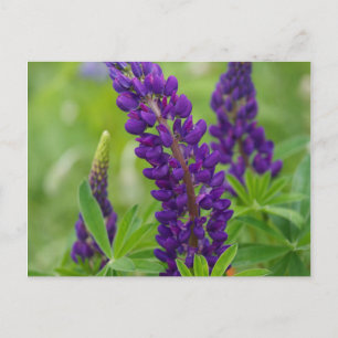 Canada, New Brunswick, . Briefkaart