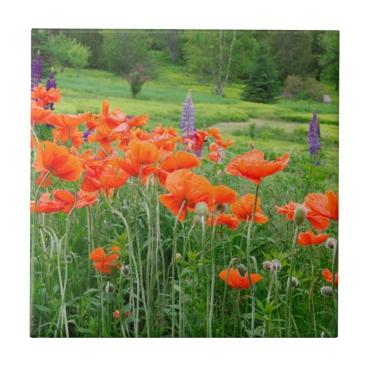 Canada, New Brunswick, . Landschap Tegeltje (Voorkant)