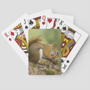 Canada, Nova Scotia, Halifax. Openbare tuinen, Pokerkaarten