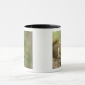 Canada, Nova Scotia, Halifax. Publieke tuinen Mok (Midden)