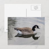 Canada Oie Natation en eau vive Carte postale (Devant / Derrière)