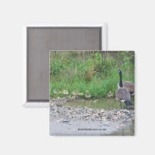 Canada Oies Maman Bébés Nature Photo Magnet (Recto/Verso)
