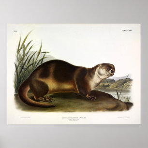 Canada Otter, Noord-Amerikaanse Otter - Audubon Poster