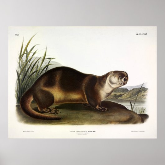 Canada Otter, Noord-Amerikaanse Otter - Audubon Poster (Voorkant)