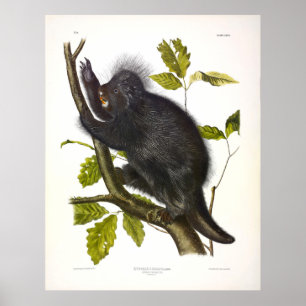 Canada Porcupine of North American Porcupine Poster