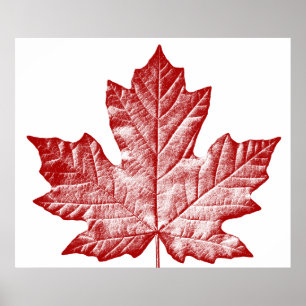 Canada Poster Canada Maple Leaf Souvenir Print