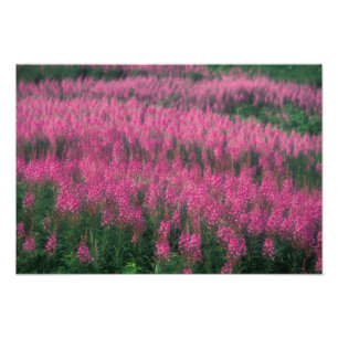 Canada, Quebec, Gaspe. Paarse Lythrum Bloemen, Foto Afdruk