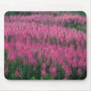 Canada, Quebec, Gaspe. Paarse Lythrum Bloemen, Muismat