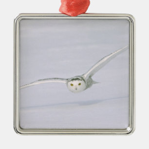 Canada, Quebec. Sneeuwuil vliegt laag over sneeuw. Metalen Ornament