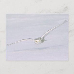 Canada, Quebec. Snowy owl vliegt laag over sneeuw. Briefkaart