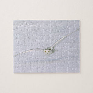 Canada, Quebec. Snowy owl vliegt laag over sneeuw. Legpuzzel