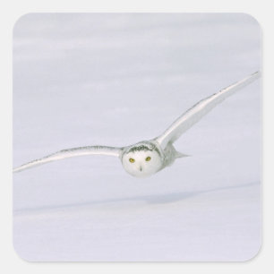 Canada, Quebec. Snowy owl vliegt laag over sneeuw. Vierkante Sticker