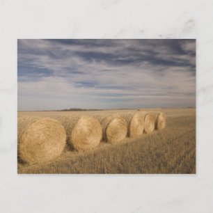 Canada, Saskatchewan, Craik: Hayrolls/Autumn Briefkaart