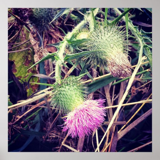 Canada Thistle Poster (Voorkant)