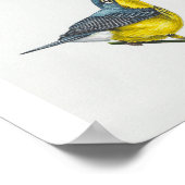 Canada Warbler Art Print (Hoek)