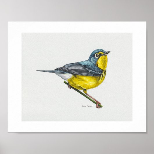Canada Warbler Art Print (Voorkant)