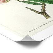 Canada Warbler door het Poster Audubon (Hoek)