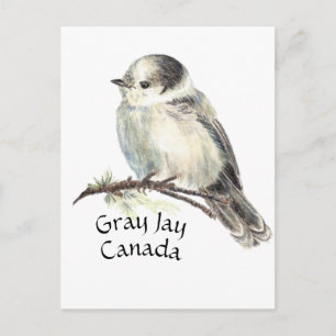 Canada's National Bird Grey Gray Jay, Whiskey Jack Briefkaart