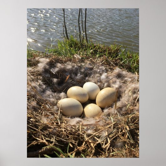 Canadees Goose Nest met eieren op een Poster van P (Voorkant)