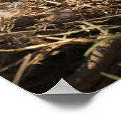 Canadees Goose Nest met eieren op een Poster van P (Hoek)