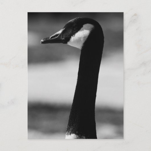 Canadees Goose Portrait Briefkaart (Voorkant)