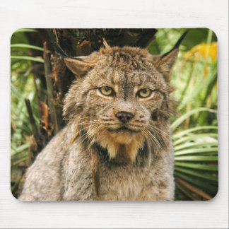 Canadees Lynx 4200e Muismat