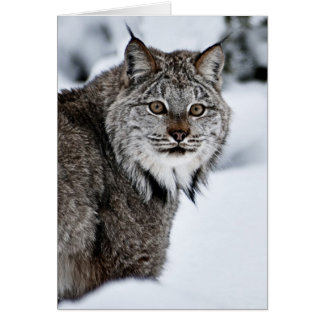 Canadees Lynx in de sneeuw