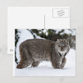 Canadees Lynx in de sneeuw Briefkaart (Voorkant / Achterkant)