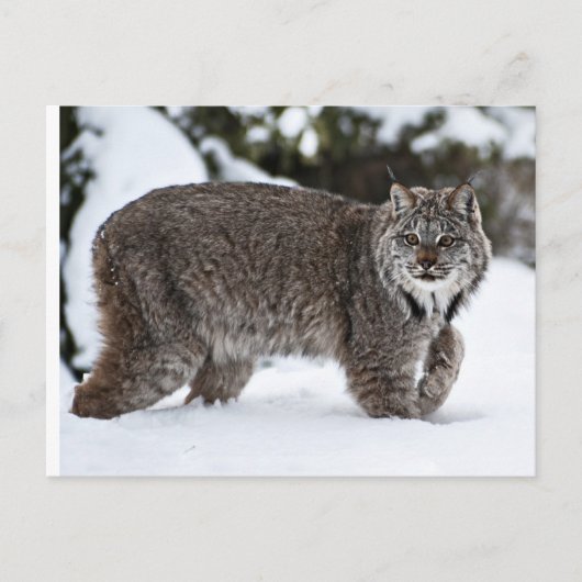 Canadees Lynx in de sneeuw Briefkaart (Voorkant)