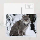 Canadees Lynx in de sneeuw Briefkaart (Voorkant / Achterkant)