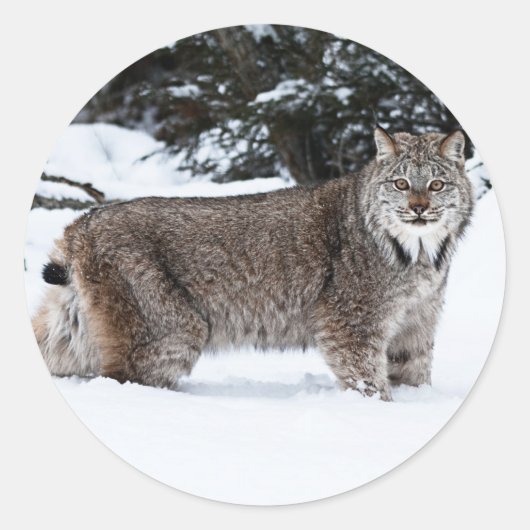 Canadees Lynx in de sneeuw Ronde Sticker (Voorkant)
