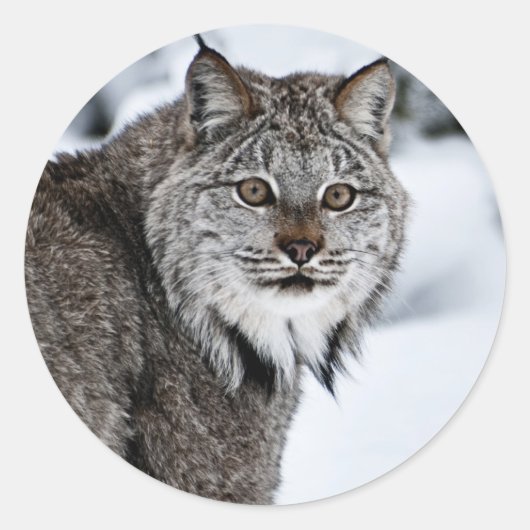 Canadees Lynx in de sneeuw Ronde Sticker (Voorkant)