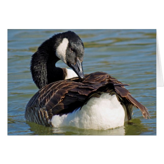 Canadese gans (Voorkant Horizontaal)