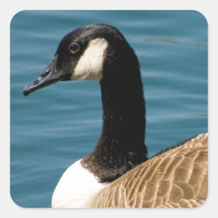 Canadese gans - Branta canadensis Vierkante Sticker