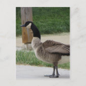 Canadese gans briefkaart (Voorkant)