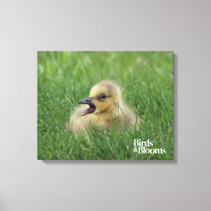 Canadese gans canvas afdruk