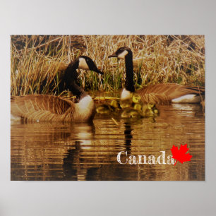 Canadese Gans Familie Lieve Babys Kuikens Ganzen Poster