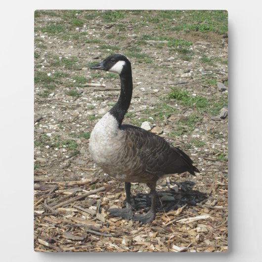 Canadese gans fotoplaat (Voorkant)