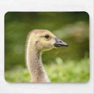 Canadese gans (Gosling) Muismat