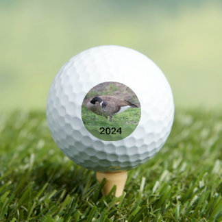 Canadese gans in Texas Golfballen