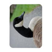 Canadese gans magneet (Verticaal)