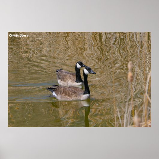Canadese gans poster (Voorkant)