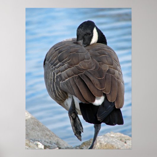 Canadese gans poster (Voorkant)