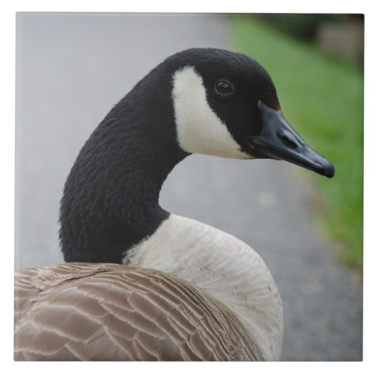 Canadese gans tegeltje (Voorkant)